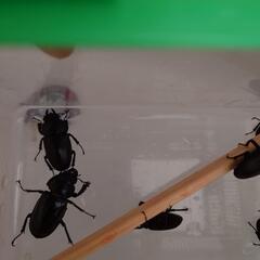 クワガタメスの画像