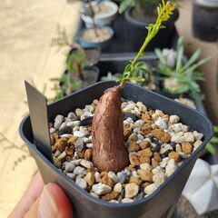 オペルクリカリア・パキプス（根挿し）の画像