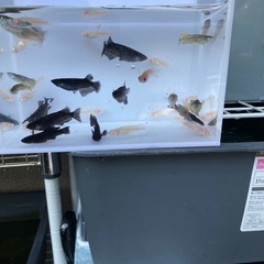 ミックスメダカ　色々の画像