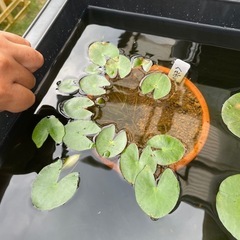 姫睡蓮（ヘルボラ鉢ごと）薄黄　おまけありの画像