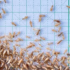 コオロギ5mm前後・300円/100匹の画像