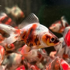 琉金 キャリコ琉金 更紗琉金 金魚の画像