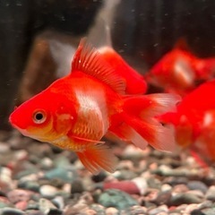 琉金 キャリコ琉金 更紗琉金 金魚の画像