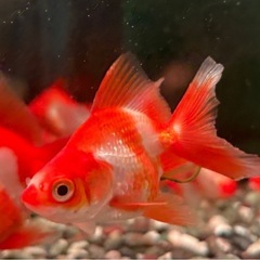 琉金 キャリコ琉金 更紗琉金 金魚の画像