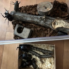 カブトムシ　2匹セット500円　オスとメスセット　オス2匹でも可能の画像
