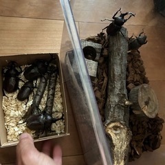 カブトムシ　2匹セット500円　オスとメスセット　オス2匹でも可能の画像