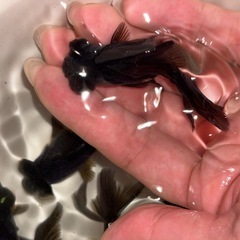 黒出目金 金魚の画像