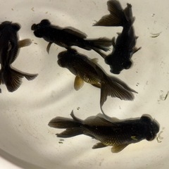 黒出目金 金魚の画像