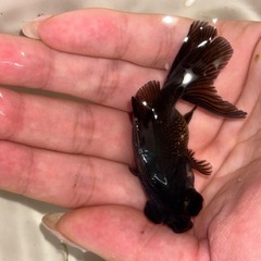 黒出目金 金魚の画像