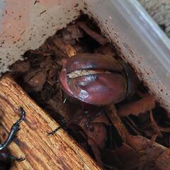 国産カブトムシ　弥栄産　♂角曲がり　ペア　昆虫　ペット　の画像