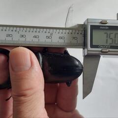 オオクワガタ元木ちなみ成虫1トリオ②の画像