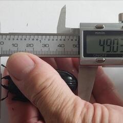 オオクワガタ元木ちなみ成虫1トリオ②の画像