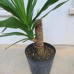観葉植物　ユッカの画像
