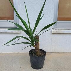 観葉植物　ユッカの画像