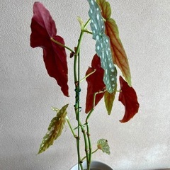 モンステラ　マグラータ　観葉植物の画像