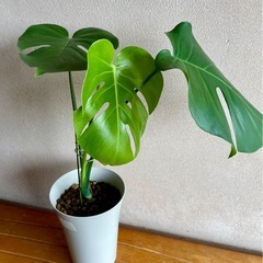 モンステラ　マグラータ　観葉植物の画像