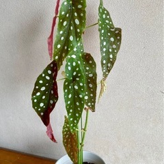 モンステラ　マグラータ　観葉植物の画像