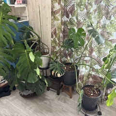 【引き取り】5鉢　モンステラデリシオーサ セット版の画像