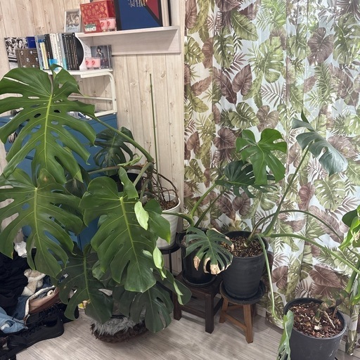 【引き取り】5鉢　モンステラデリシオーサ セット版