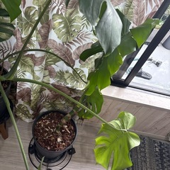 【引き取り】5鉢　モンステラデリシオーサ セット版の画像