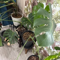 【引き取り】5鉢　モンステラデリシオーサ セット版の画像