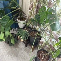 【引き取り】5鉢　モンステラデリシオーサ セット版の画像