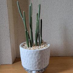 可愛い鉢の観葉植物の画像