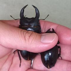 【レア物】奈良県明日香産 レッドアイ·オオクワガタ 新成虫 ♂♀ペア 累代F4の画像