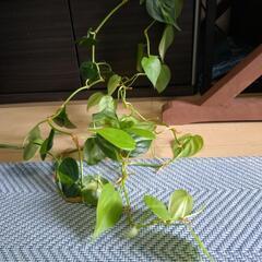 観葉植物　オキシカルジウムの画像