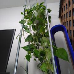 観葉植物　オキシカルジウムの画像