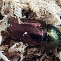 パプアキンイロクワガタマジョラー幼虫4匹②の画像