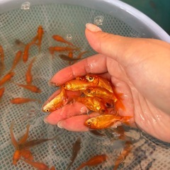 餌用金魚 小赤の画像