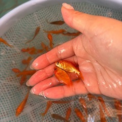 餌用金魚 小赤の画像