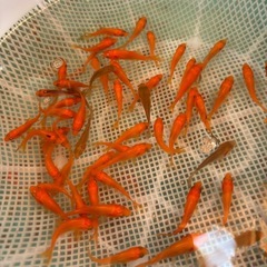 餌用金魚 小赤の画像