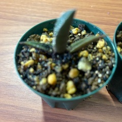 アガベ　ドワーフ　植物の画像
