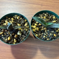 アガベ　ドワーフ　植物の画像