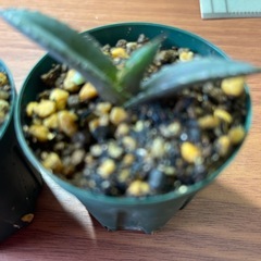 アガベ　ドワーフ　植物の画像