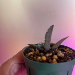 アガベ　ドワーフ　植物の画像