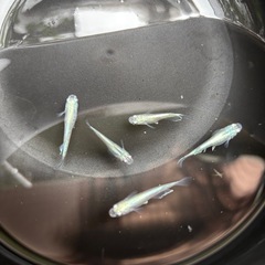 メダカ　ホワイトパールの画像