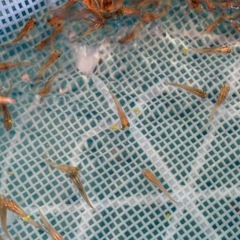 餌用メダカ ヒメダカの画像