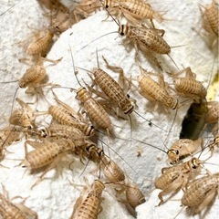 コオロギ13mm前後・500円/100匹の画像