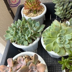 多肉植物300〜350円の画像