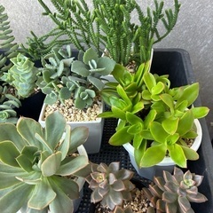 多肉植物300〜350円の画像