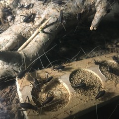 鈴虫もらってください(20)の画像
