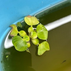 写真まとめて　メダカセットの画像