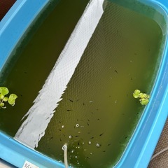 写真まとめて　メダカセットの画像
