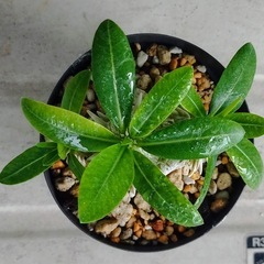 塊根植物　恵比寿笑いの画像