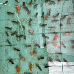 金魚 ★土佐錦 当歳★ ☆1匹120円☆ 約3～4cmの画像