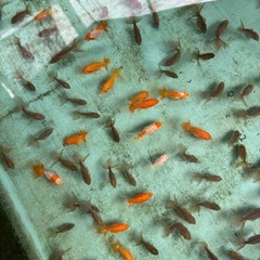 金魚 ★土佐錦 当歳★ ☆1匹120円☆ 約3～4cmの画像