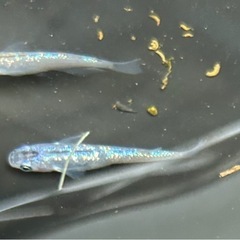 ラメメダカ針子〜稚魚15匹の画像